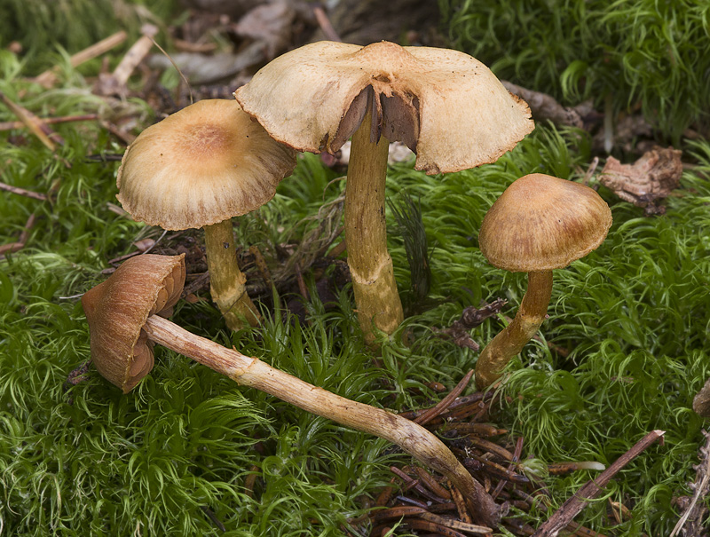 Cortinarius gentilis